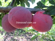 Кубанская комета (алича)